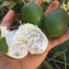 Price: €3.45 - Fehér golgotavirág magok (Passiflora subpeltata) - 