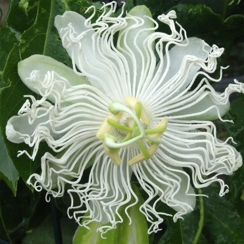Price: €3.45 - Λευκοί πασιφλόρας σπόροι (Passiflora subpeltata) - 