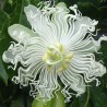 Price: €3.45 - Λευκοί πασιφλόρας σπόροι (Passiflora subpeltata) - 
