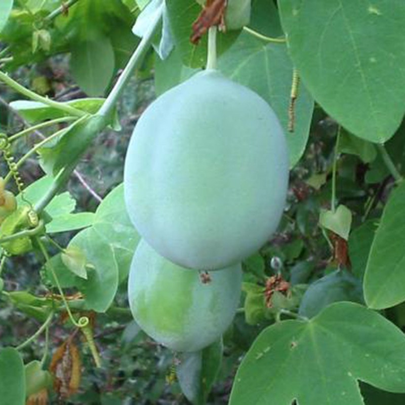 Price: €3.45 - Λευκοί πασιφλόρας σπόροι (Passiflora subpeltata) - 