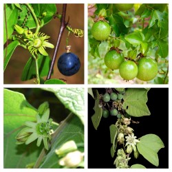 Price: €3 - Σπόροι Passiflora sexflora - 