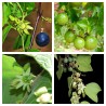 Price: €3 - Σπόροι Passiflora sexflora - 