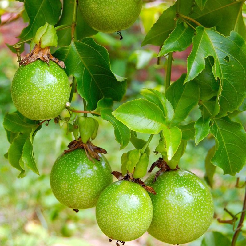 Price: €3 - Σπόροι Passiflora sexflora - 