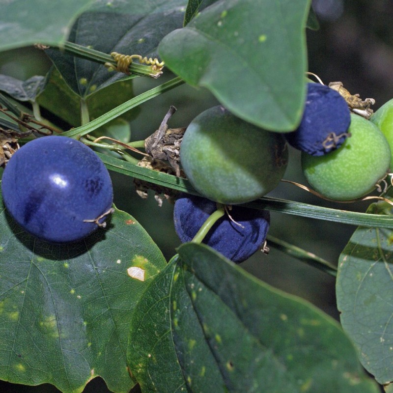 Price: €3 - Σπόροι Passiflora sexflora - 