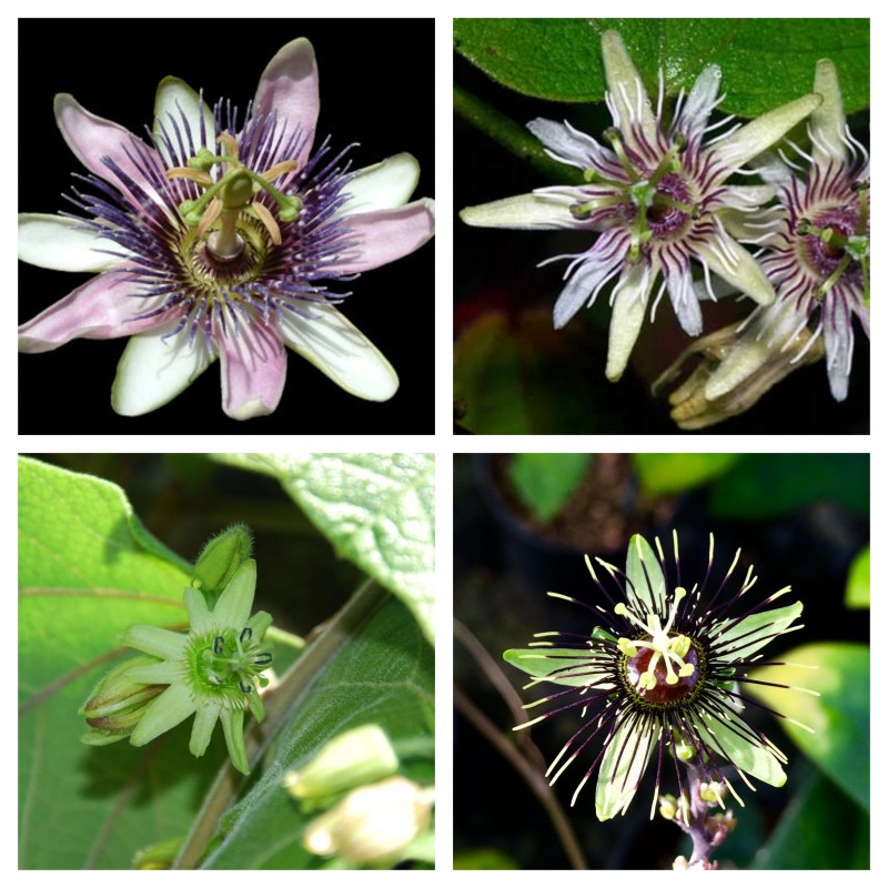 Price: €3 - Σπόροι Passiflora sexflora - 