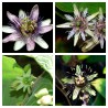 Price: €3 - Σπόροι Passiflora sexflora - 