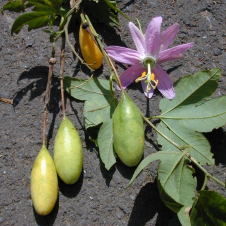 Price: €4.45 - بذور Passiflora tarminiana (الموز باشن فروت) -