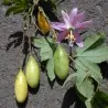 Passiflora tarminiana Seeds (banana passionfruit)