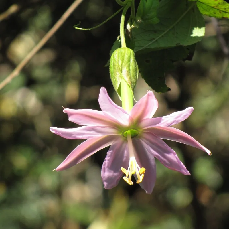 Semena Passiflora tarminiana (banánová mučenka)