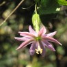 Price: €4.45 - Passiflora tarminiana magok (banán passiógyümölcs) - 