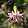 Passiflora tarminiana Seeds (banana passionfruit)