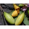 Semena Passiflora tarminiana (banánová mučenka)
