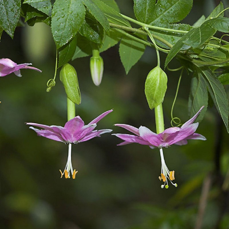 Price: €4.45 - بذور Passiflora tarminiana (الموز باشن فروت) - 
