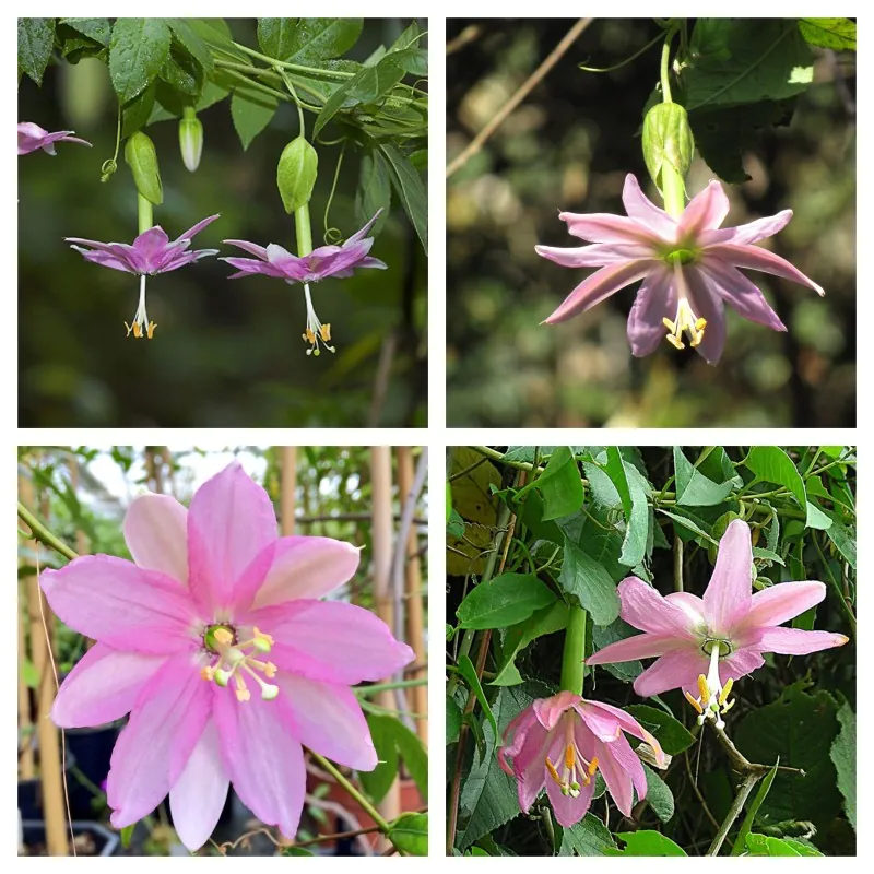Passiflora tarminiana Seeds (banana passionfruit)