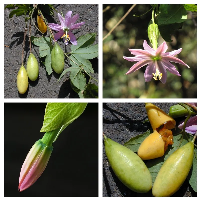 Semena Passiflora tarminiana (banánová mučenka)