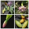 Passiflora tarminiana Samen (Bananen-Passionsfrucht)