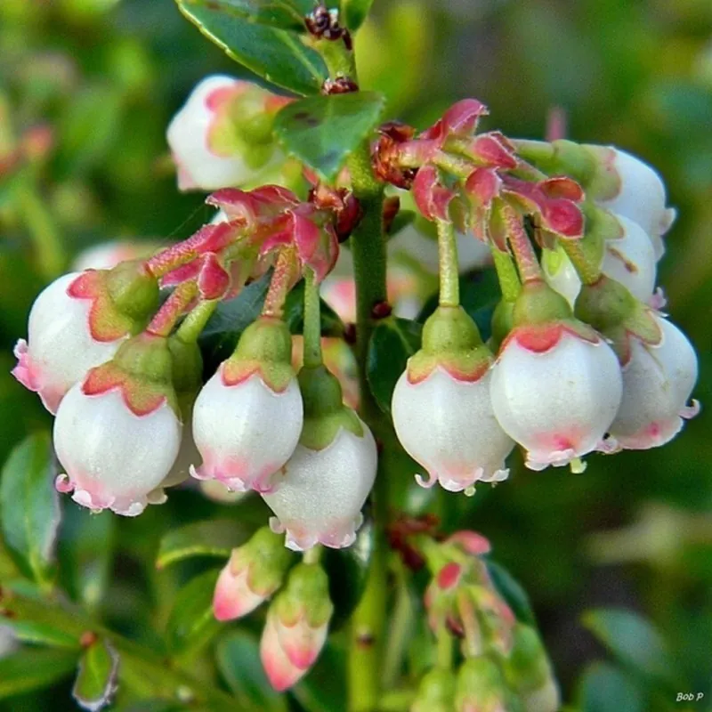 Sementes da Mirtilo (Vaccinium angustifolium)