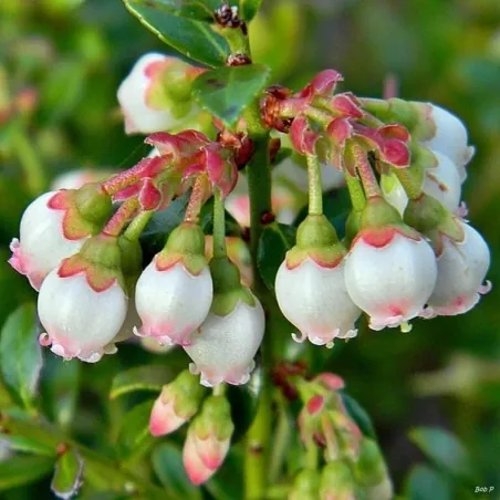Sementes da Mirtilo (Vaccinium angustifolium)