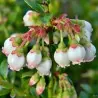 Lowbush Blueberry Seeds (Vaccinium angustifolium)