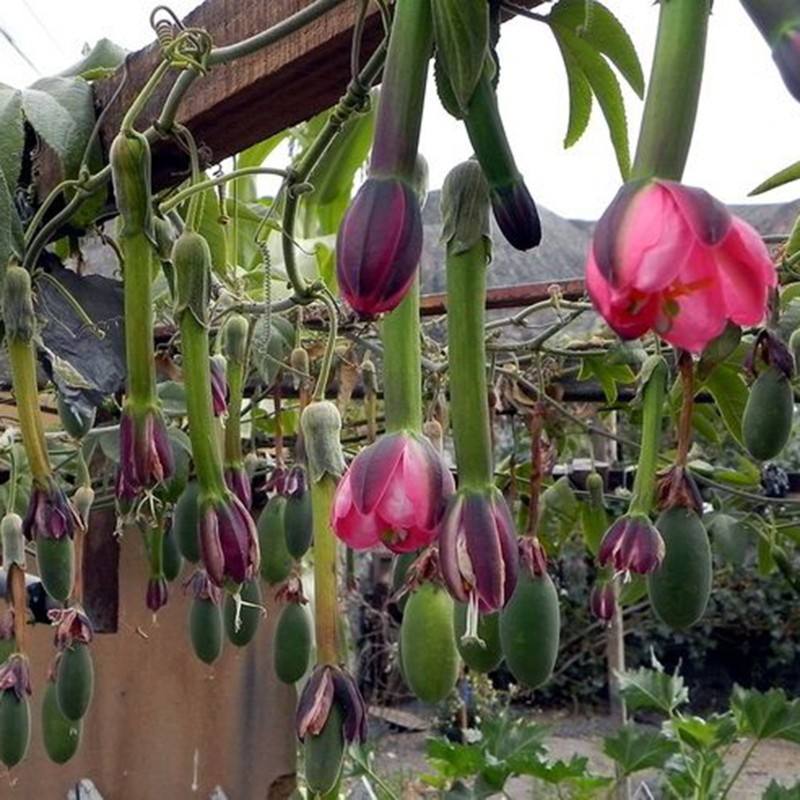 Passiflora tripartita zaden