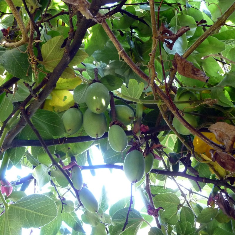 Passiflora tripartita zaden