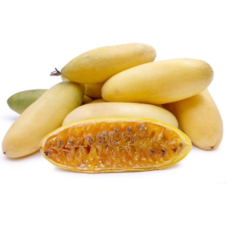 Passiflora tripartita zaden