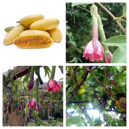 Passiflora tripartita Nasiona - 3.78