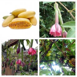 Price: €4.2 - Σπόροι Passiflora tripartita - 