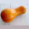 Beja ungerska pumpafrön