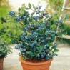 Price: €2.5 - Σπόροι Μυρτιλο Blueberries (Vaccinium angustifolium) - 