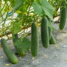 Price: €1.5 - Semena okurky Marketmore - 
