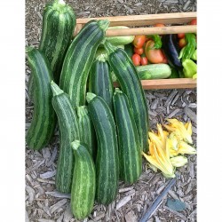 Price: €1.55 - Semillas de calabacín Striato d'Italia - 