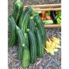 Price: €1.55 - Semillas de calabacín Striato d'Italia - 