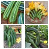 Price: €1.55 - Semillas de calabacín Striato d'Italia - 