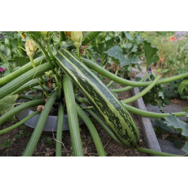 Price: €1.55 - Semillas de calabacín Striato d'Italia - 