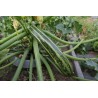 Price: €1.55 - Semillas de calabacín Striato d'Italia - 