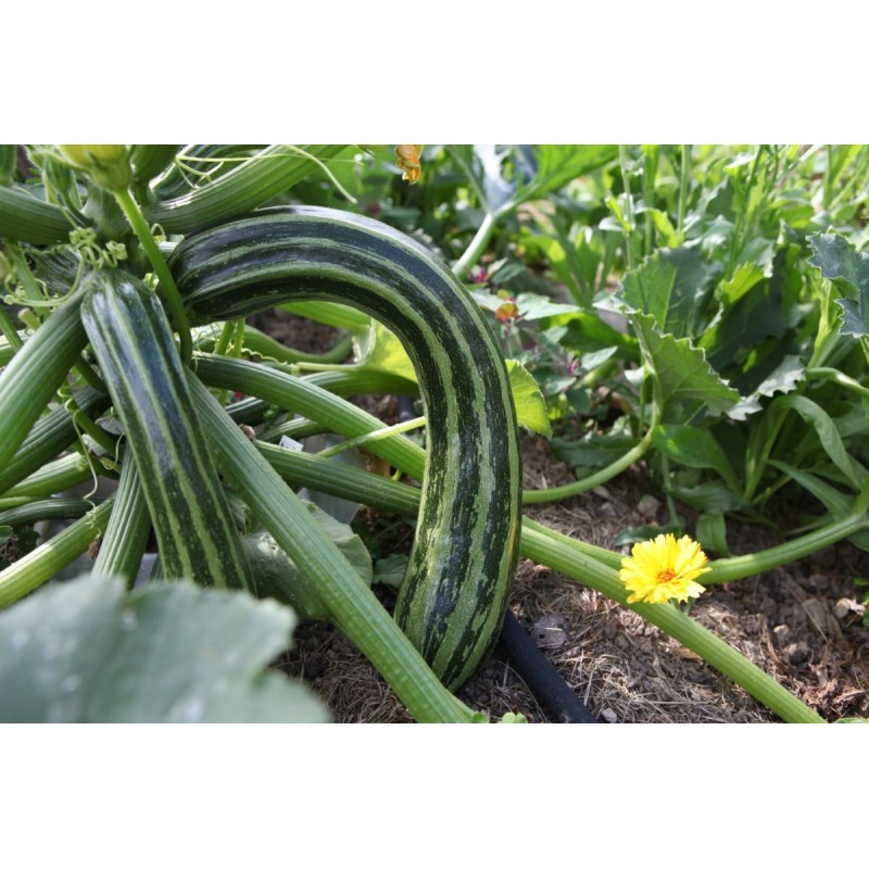 Price: €1.55 - Semillas de calabacín Striato d'Italia - 