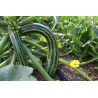 Price: €1.55 - Semillas de calabacín Striato d'Italia - 