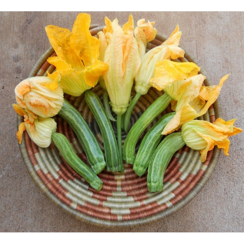 Price: €1.55 - Semillas de calabacín Striato d'Italia - 