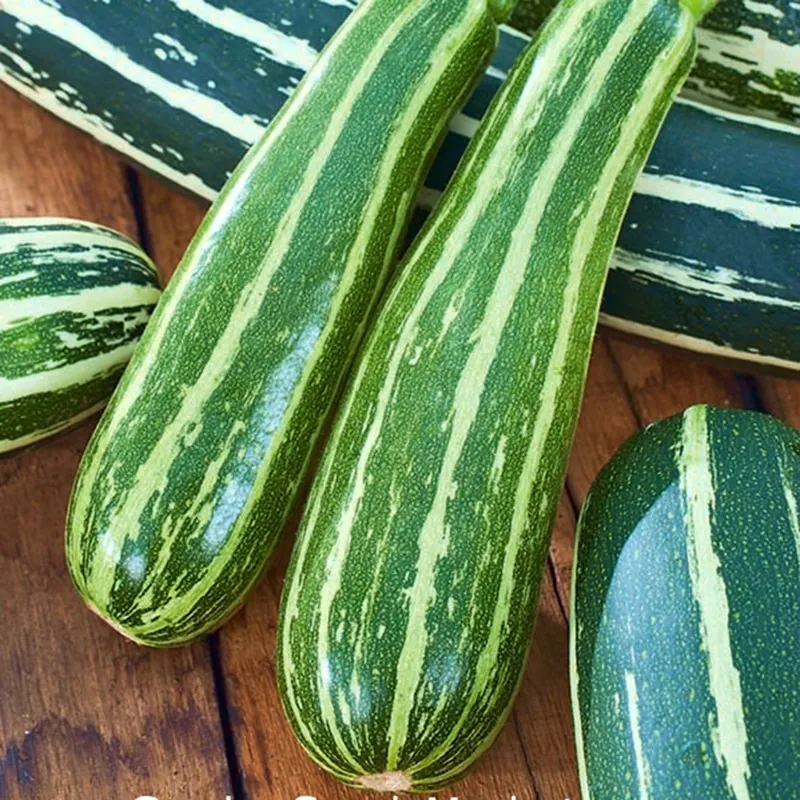 Zucchini frön Striato d'Italia