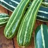Zucchini frön Striato d'Italia