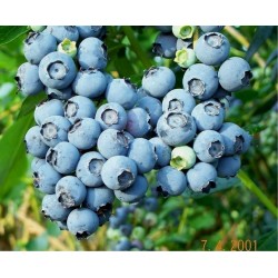 Amerikanska blåbär Frö (Vaccinium angustifolium)