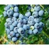 Sementes da Mirtilo (Vaccinium angustifolium)