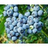 Price: €2.5 - Σπόροι Μυρτιλο Blueberries (Vaccinium angustifolium) - 