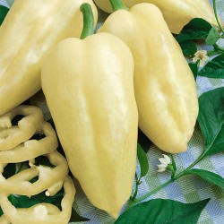 Price: €1.75 - Semillas de pimiento húngaro Amy - 