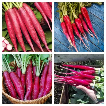 Sementes de Rabanete Rosa de Páscoa