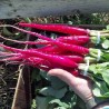 Price: €0 - Graines de Radis Rose de Pâques - 