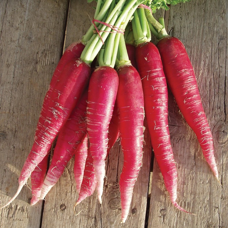 Price: €0 - Radish Seeds Easter Rose - 