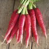 Price: €0 - Graines de Radis Rose de Pâques - 