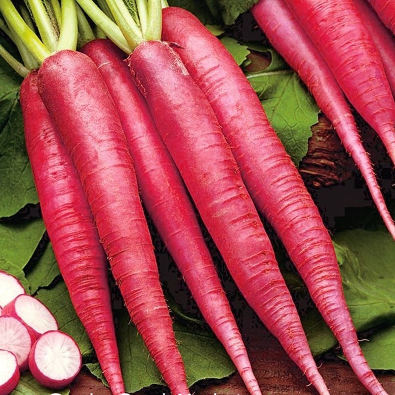 Price: €0 - Radish Seeds Easter Rose - 